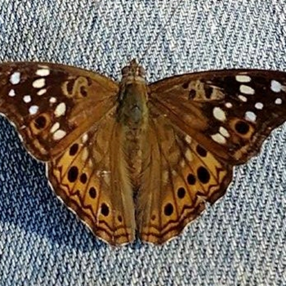 Meet your Posher, Laura